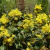 Fast Growing Trees Oregon Grape Holly Shrub See All Shrubs & Hedges