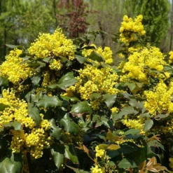 Fast Growing Trees Oregon Grape Holly Shrub See All Shrubs & Hedges
