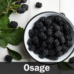 Fast Growing Trees 3 In 1 Thornless Blackberry Blackberry Bushes