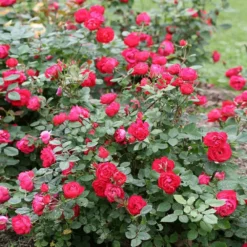 Fast Growing Trees Roses Oso Easy® Double Red Rose