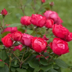 Fast Growing Trees Roses Oso Easy® Double Red Rose