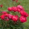 Fast Growing Trees Roses Oso Easy® Double Red Rose