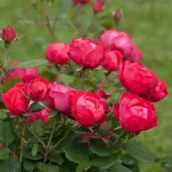 Fast Growing Trees Roses Oso Easy® Double Red Rose