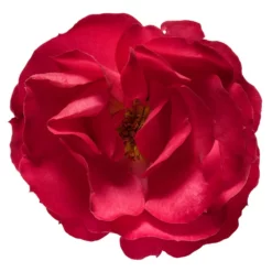 Fast Growing Trees Roses Oso Easy® Double Red Rose