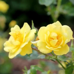 Fast Growing Trees Roses Oso Easy® Lemon Zest Rose