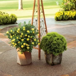 Fast Growing Trees Roses Oso Easy® Lemon Zest Rose