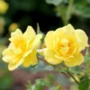 Fast Growing Trees Roses Oso Easy® Lemon Zest Rose