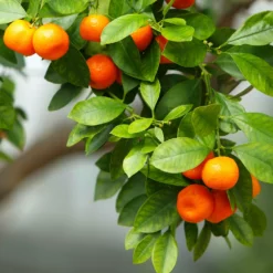 Fast Growing Trees Owari Satsuma Mandarin Tree Citrus Trees