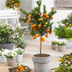 Fast Growing Trees Owari Satsuma Mandarin Tree Citrus Trees