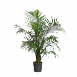 Fast Growing Trees Majesty Palm Tree