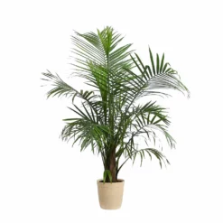 Fast Growing Trees Majesty Palm Tree