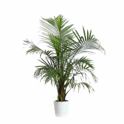 Fast Growing Trees Majesty Palm Tree