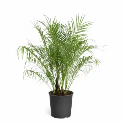 Fast Growing Trees Pygmy Date Palm 18 Fast Growing Trees Pygmy Date Palm