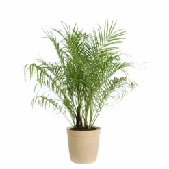 Fast Growing Trees Pygmy Date Palm 20 Fast Growing Trees Pygmy Date Palm