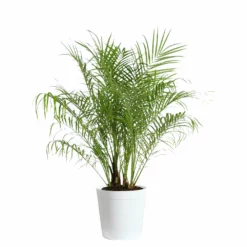 Fast Growing Trees Pygmy Date Palm 19 Fast Growing Trees Pygmy Date Palm