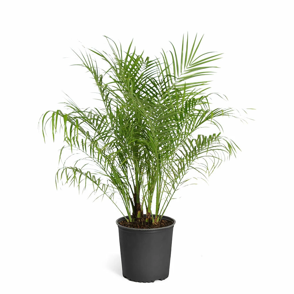 Fast Growing Trees Pygmy Date Palm 8 Fast Growing Trees Pygmy Date Palm