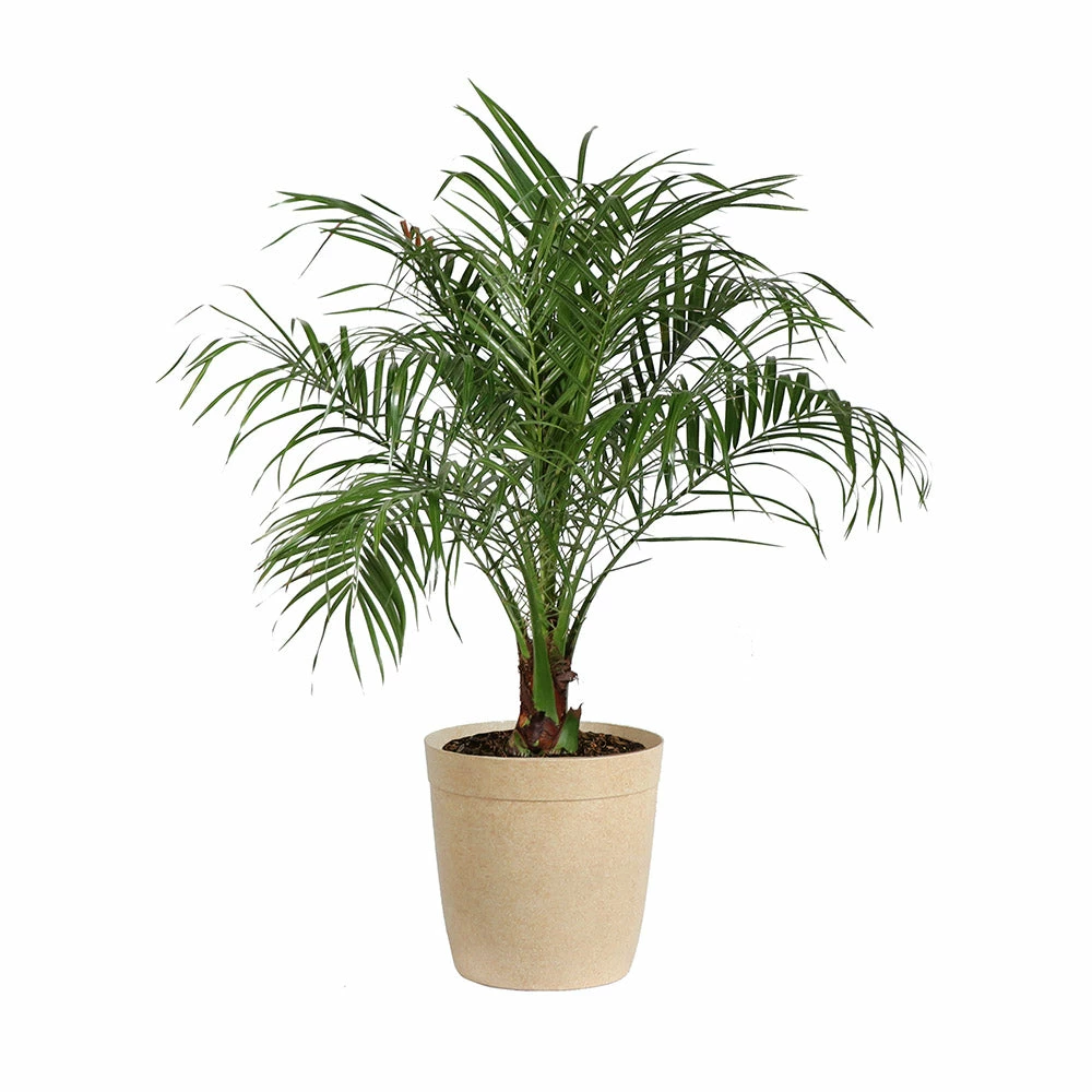 Fast Growing Trees Pygmy Date Palm 13 Fast Growing Trees Pygmy Date Palm
