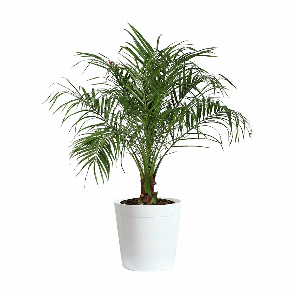 Fast Growing Trees Pygmy Date Palm 12 Fast Growing Trees Pygmy Date Palm