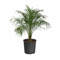 Fast Growing Trees Pygmy Date Palm 21 Fast Growing Trees Pygmy Date Palm