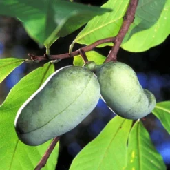 Fast Growing Trees Shade Lovers Paw Paw Tree