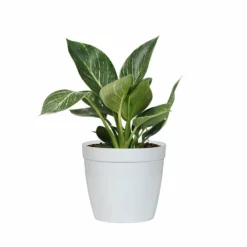 Fast Growing Trees Birkin Philodendron Plant