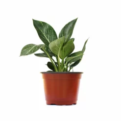 Fast Growing Trees Birkin Philodendron Plant