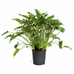 Fast Growing Trees Xanadu Philodendron 'Winterbourn' Plant Carefree House Plants