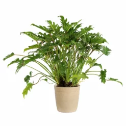 Fast Growing Trees Xanadu Philodendron 'Winterbourn' Plant Carefree House Plants