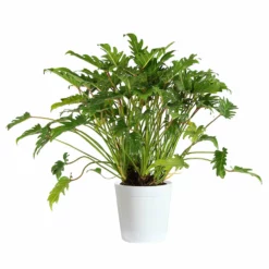 Fast Growing Trees Xanadu Philodendron 'Winterbourn' Plant Carefree House Plants