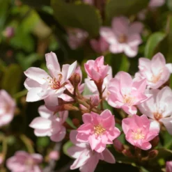 Fast Growing Trees Pinkie Indian Hawthorn Shrub