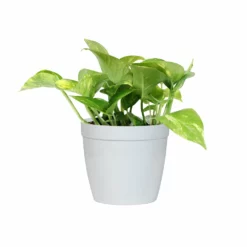 Fast Growing Trees Air Purifying House Plants Golden Pothos