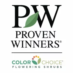 Fast Growing Trees Little Lime® Hydrangea Shrub See All Flowering Trees