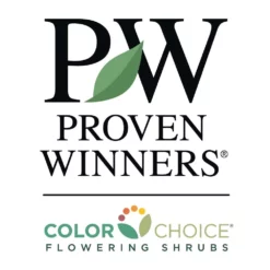 Fast Growing Trees Sprinter® Boxwood Shrub