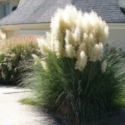 Fast Growing Trees Ornamental Grasses Pampas Grass