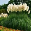Fast Growing Trees Ornamental Grasses Pampas Grass