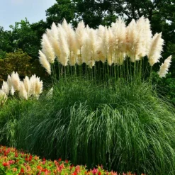 Fast Growing Trees Ornamental Grasses Pampas Grass