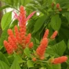 Fast Growing Trees See All Flowering Trees Orange Shrimp Plant