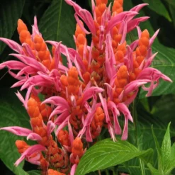 Fast Growing Trees See All Flowering Trees Orange Shrimp Plant