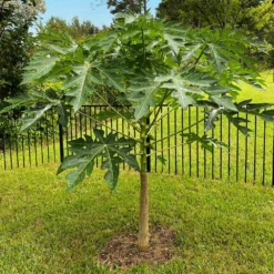 Fast Growing Trees Papaya Tree See All Fruit Trees 16 Fast Growing Trees Papaya Tree See All Fruit Trees