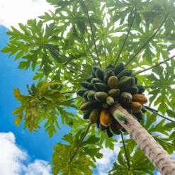 Fast Growing Trees Papaya Tree See All Fruit Trees 12 Fast Growing Trees Papaya Tree See All Fruit Trees