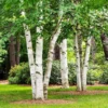 Fast Growing Trees Birch Trees White Birch Tree