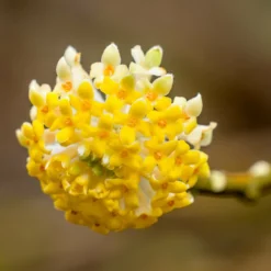 Fast Growing Trees Oriental Paperbush Shrub