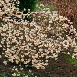 Fast Growing Trees Oriental Paperbush Shrub