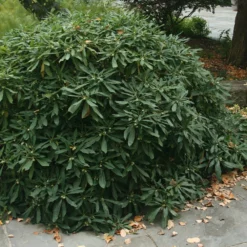 Fast Growing Trees Oriental Paperbush Shrub