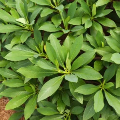 Fast Growing Trees Oriental Paperbush Shrub