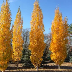 Fast Growing Trees Parkland Pillar® Birch Tree Birch Trees