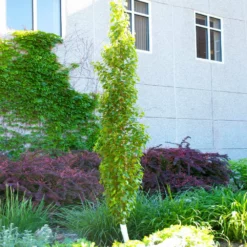 Fast Growing Trees Parkland Pillar® Birch Tree Birch Trees