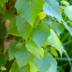 Fast Growing Trees Parkland Pillar® Birch Tree Birch Trees