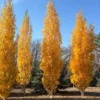 Fast Growing Trees Parkland Pillar® Birch Tree Birch Trees