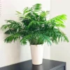 Fast Growing Trees Palm Trees Parlor Palm 2 Fast Growing Trees Palm Trees Parlor Palm